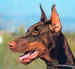 dobermann