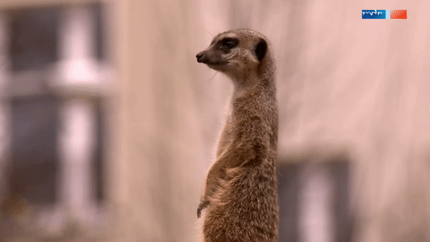 0d119a8144c3997f5b0c36860c9bd151.gif.29817372333b05e26de176c638a4f260.gif