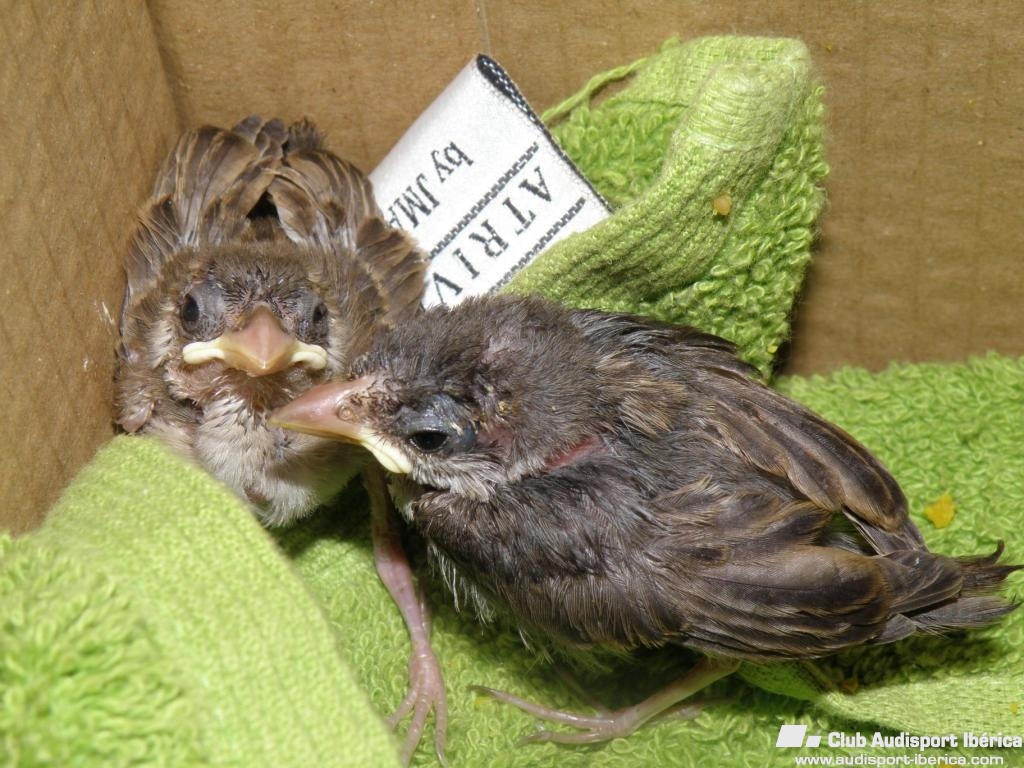 bebes-plumas-L-2.jpeg